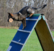 Český kynologický svaz ZKO Hlízov - 769