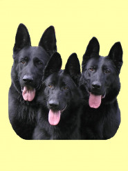 Český kynologický svaz ZKO Česká Třebová - Javorka - 648