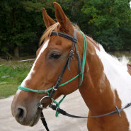 Vladimíra Kašparová