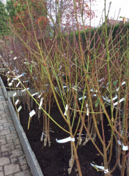 EKOFLORA LIBEREC, společnost s ručením omezeným