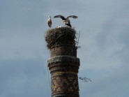 Marcela Ludmila Pecínová