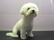 HENSTAL Invest s.r.o.