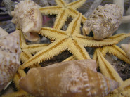 AB, květinářství s.r.o.