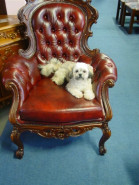 ALICE PROMOTION CZ, s.r.o.