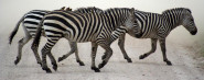 ZEBRA, s.r.o.