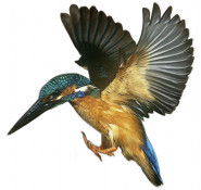 Alkion service s.r.o.