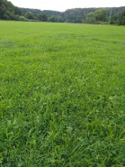 Český kynologický svaz ZKO Bělá pod Bezdězem - 347