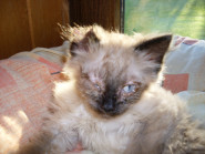 Konečně šťastný domov, z.s.