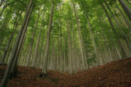 IFER - Ústav pro výzkum lesních ekosystémů, s.r.o.