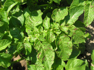 Výzkumný ústav bramborářský Havlíčkův Brod, s.r.o.