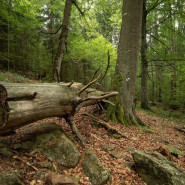 Bc. Jakub Karlíček