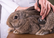 Veterinární klinika Letovice, s.r.o.