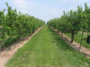 CZ FRUIT, odbytové družstvo