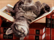 Šance pro kočku, z. s.