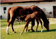 Jezdecký klub Bessy, z. s.