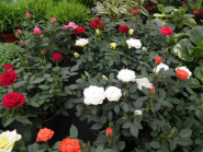 ČTYŘLÍSTEK ZAHRADNÍ CENTRUM, s.r.o.