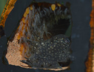 Ing. Jaroslav Šírek