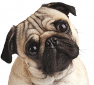 FRANTIŠEK ŠPRUČEK