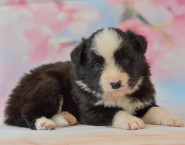 Zdeňka Janíčková