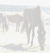 Bohemica rustica s.r.o.