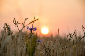 Alšova 635/3, 67961 Letovice