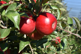 Jiráskova 946/28, 76701 Kroměříž