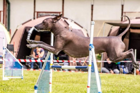 Argentinská 822/26, 17000 Praha