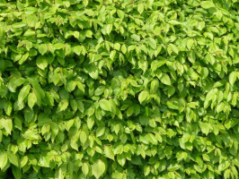 Bílov 178, 74301 Bílov